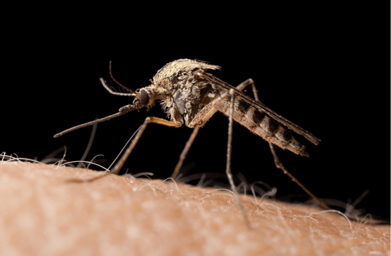 mosquito prevention tips